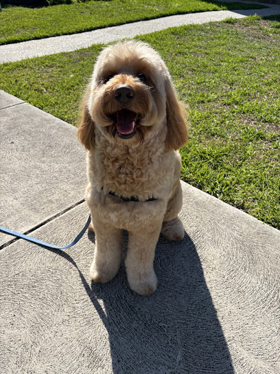 Loving Lather - Dog grooming, Melbourne