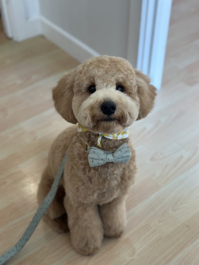 My Favourite Dog Grooming salon, Melbourne