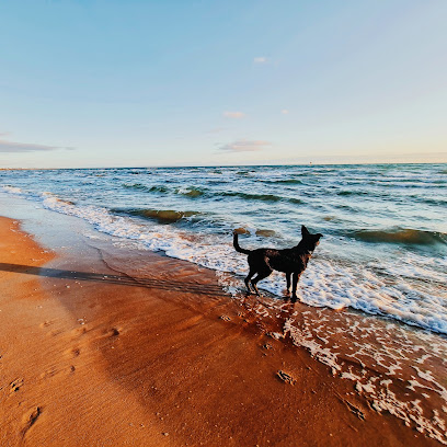Dog Friendly Beach, Melbourne
