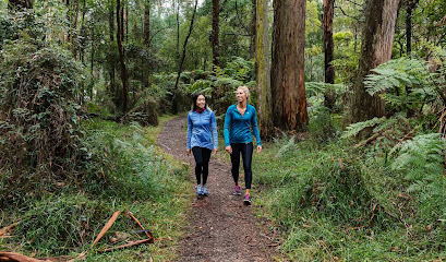 Dandenong Ranges National Park, Melbourne