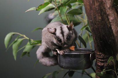 1800Possums, Melbourne